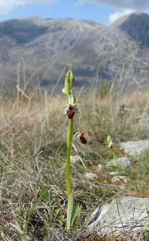 Ophrys exaltata subsp. archipelagi in Abruzzo marzo e aprile 2019